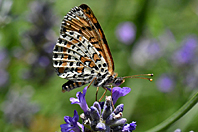 Melitaea didyma Melitaea didyma